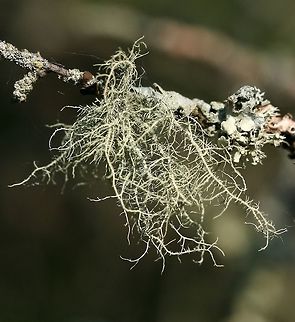 Usnea hirta Usnea hirta on a spruce twig Geotagged,Minnesota,Spring,United States,Usnea hirta,lichens
