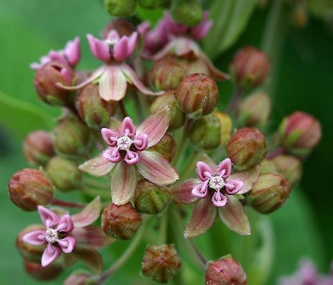 Asclepias syriaca Asclepias syriaca (Common Milkweed) flowers. Plants were growing at the edge of a corn garden. Asclepias syriaca,Common milkweed,Geotagged,Minnesota,Summer,United States,dew,garden,milkweed flowers