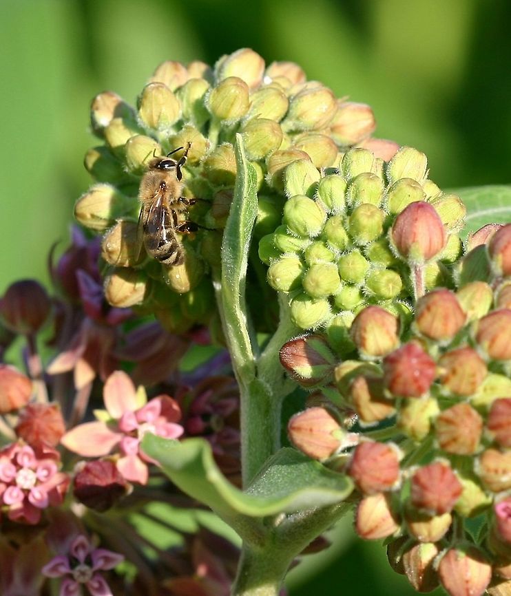 Apis mellifera Apis mellifera (Western Honeybee) on a Common Milkweed (Asclepias syriaca) flowers. Apis mellifera,Asclepias syriaca,Geotagged,Minnesota,Summer,United States,Western honey bee,milkweed
