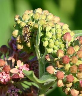 Apis mellifera Apis mellifera (Western Honeybee) on a Common Milkweed (Asclepias syriaca) flowers. Apis mellifera,Asclepias syriaca,Geotagged,Minnesota,Summer,United States,Western honey bee,milkweed
