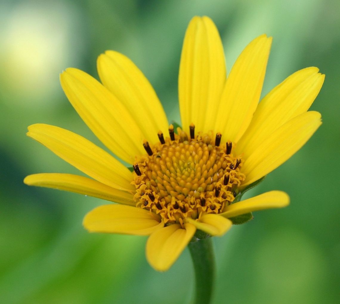 Heliopsis helianthoides Heliopsis helianthoides (False Sunflower) is probably not native to the county where I live although it is native to Minnesota. This species and several others probably moved northward along railroad right-of-ways in the earlier part of the 20th Century where conditions such as open ground and fires mimicked some aspects of the prairie habitat where these plants were from. From the railroad grades, this species and several other prairie species have extended their reach to old fields and roadsides. False sunflower,Geotagged,Heliopsis helianthoides,Minnesota,Summer,United States,species migration
