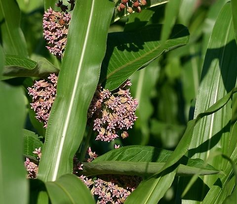 Asclepias syriaca Asclepias syriaca (Common Milkweed) growing with Maize (Zea mays var. amylacea) in a garden. Asclepias syriaca,Common milkweed,Geotagged,Minnesota,Summer,United States,Zea mays,corn,garden,maize,milkweed flowers