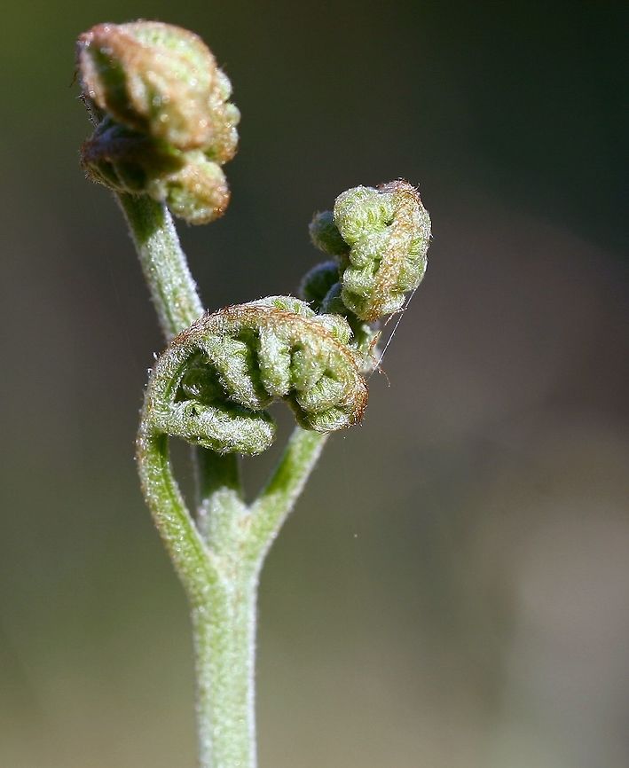 Pteridium aquilinum var. latiusculum Pteridium aquilinum var. latiusculum (Bracken Fern) frond uncoiling. One frond in a huge sea of fronds. Eagle fern,Eastern Bracken Fern,Geotagged,Minnesota,Pteridium aquilinum,Pteridium aquilinum var. latiusculum,Spring,United States