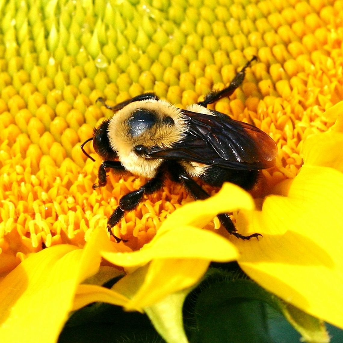 Bombus impatiens and sunflower Bombus impatiens (Common Eastern Bumble Bee) on a cultivated Sunflower (Helianthus annuus &quot;Zebulon&quot;). Identified using the Guide to MN Bumble Bees I <a href="https://www.beelab.umn.edu/sites/beelab.umn.edu/files/bumblebeesofmnkeyfemales_s.pdf" rel="nofollow">https://www.beelab.umn.edu/sites/beelab.umn.edu/files/bumblebeesofmnkeyfemales_s.pdf</a><br />
<br />
The freshness of the bee&#039;s appearance may mean that it is a new queen.  Bombus impatiens,Common Eastern Bumble Bee,Geotagged,Helianthus annuus,Summer,United States,bee,insect,sunflower