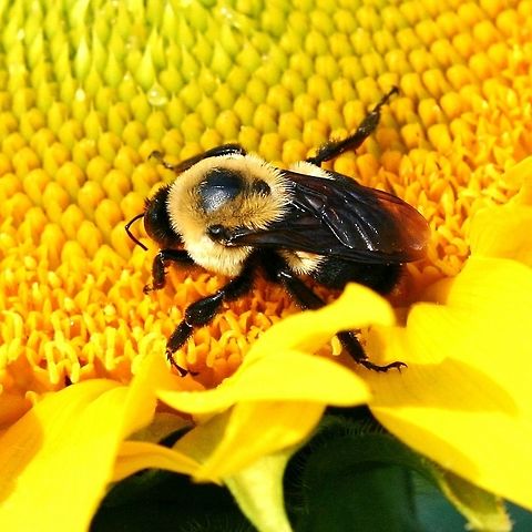 Bombus impatiens and sunflower Bombus impatiens (Common Eastern Bumble Bee) on a cultivated Sunflower (Helianthus annuus "Zebulon"). Identified using the Guide to MN Bumble Bees I https://www.beelab.umn.edu/sites/beelab.umn.edu/files/bumblebeesofmnkeyfemales_s.pdf

The freshness of the bee's appearance may mean that it is a new queen.  Bombus impatiens,Common Eastern Bumble Bee,Geotagged,Helianthus annuus,Summer,United States,bee,insect,sunflower