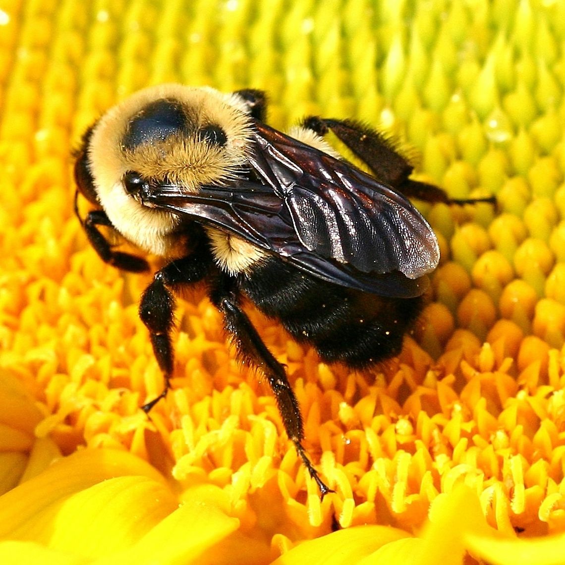 Bombus impatiens and sunflower Bombus impatiens (Common Eastern Bumble Bee) on a cultivated Sunflower (Helianthus annuus &quot;Zebulon&quot;). Identified using the Guide to MN Bumble Bees I <a href="https://www.beelab.umn.edu/sites/beelab.umn.edu/files/bumblebeesofmnkeyfemales_s.pdf" rel="nofollow">https://www.beelab.umn.edu/sites/beelab.umn.edu/files/bumblebeesofmnkeyfemales_s.pdf</a><br />
<br />
The freshness of the bee&#039;s appearance may mean that it is a new queen.  Bombus impatiens,Common Eastern Bumble Bee,Geotagged,Helianthus annuus,Summer,United States,bee,insect,sunflower