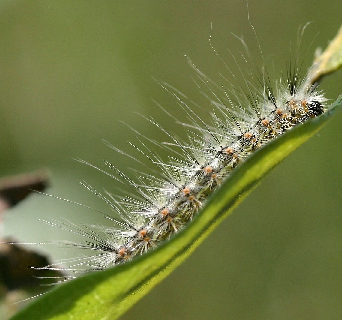 Hyphantria cunea larva feeding on Common MIlkweed Hyphantria cunea (Fall Webworm) larva feeding on Common MIlkweed (Asclepias syriaca) leaves. This larva and another one were on the milkweed plant for a few days eating the leaves. They are fully grown and had been part of a larger colony that lived on a Chokecherry (Prunus virginiana) shrub. Asclepias syriaca,Chokecherry,Common MIlkweed,Fall Webworm,Fall webworm,Geotagged,Hyphantria cunea,Hyphantria cunea larva,Minnesota,Prunus virginiana,Summer,United States