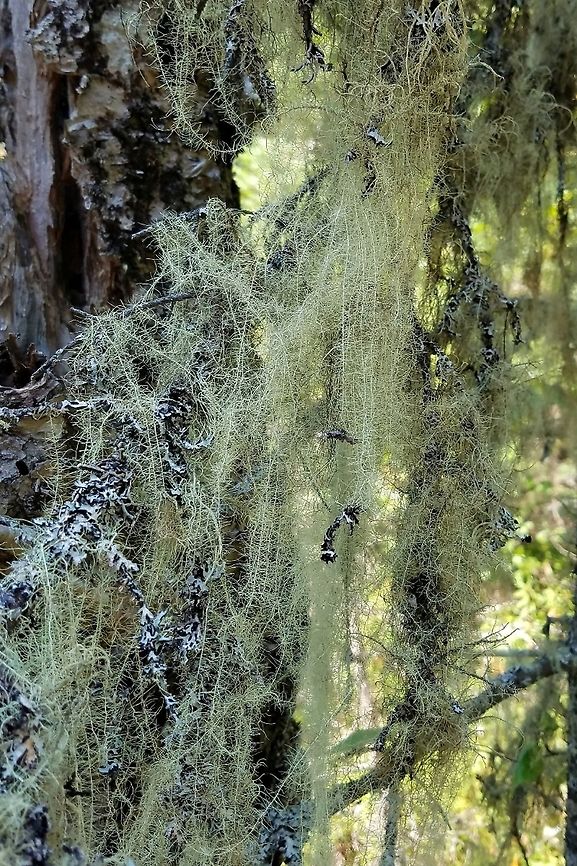 Dolichousnea longissima Dolichousnea longissima (Methuselah's Beard Lichen) on small branches and twigs of black spruce, balsam fir, red maple, and yellow birch in a sunny opening in a conifer swamp. Lichens are from 1 meter to 4 meters above the ground. Many with multiple strands close to a meter long. Dolichousnea longissima,Geotagged,Methuselah's beard lichen,Old man's beard,Summer,United States,Usnea,Usnea longissima