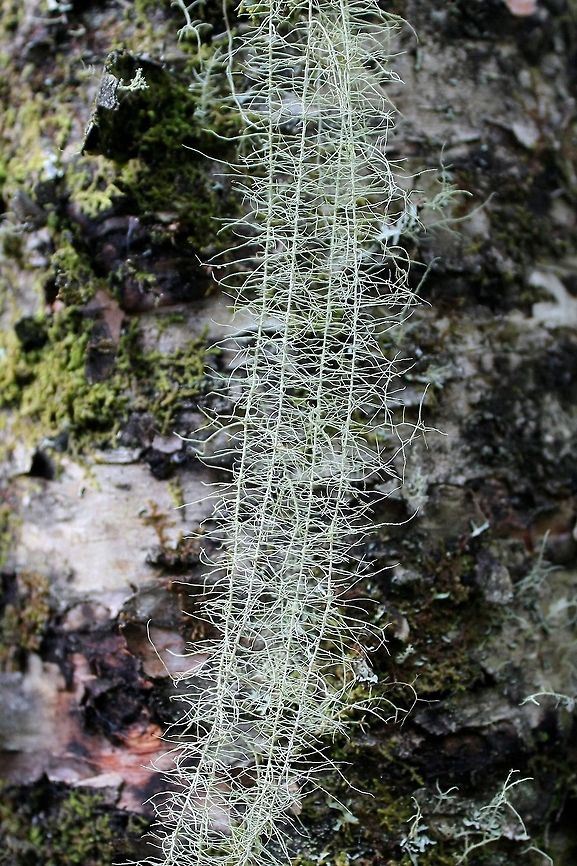 Dolichousnea longissima Dolichousnea longissima on the trunk of a Paper Birch (Betula papyrifera) in a mixed paper birch/white spruce upland forest. Betula papyrifera,Dolichousnea longissima,Geotagged,Methuselah's beard lichen,Paper Birch,Summer,United States,upland forest