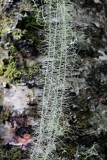 Dolichousnea longissima Dolichousnea longissima on the trunk of a Paper Birch (Betula papyrifera) in a mixed paper birch/white spruce upland forest. Betula papyrifera,Dolichousnea longissima,Geotagged,Methuselah's beard lichen,Paper Birch,Summer,United States,upland forest