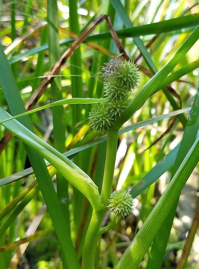 Sparganium glomeratum (Clustered Bur-reed) inflorescence Sparganium glomeratum (Clustered Bur-reed) growing in the lagg between a mixed coniferous/deciduous upland and a leatherleaf bog (intermediate fen). Clustered Bur-reed,Geotagged,Minnesota,Sparganium glomeratum,Summer,United States,chamaedaphne calyculata,fen,lagg,leatherleaf