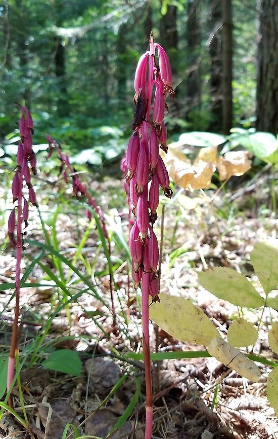 Corallorhiza maculata var. occidentalis in fruit Corallorhiza maculata var. occidentalis (Wester Coral-root Orchid) in a sunny opening in a mixed conifer/deciduous forest. Jack Pine (Pinus banksiana), Black Spruce (Piceae mariana), and Quaking Aspen (Populus tremuloides) were the most common trees in the canopy. This variety and C. m. var. maculata occur in Minnesota and other states as well. Also, var. maculata is yellowish and blooms about a month after var. occidentalis. Corallorhiza,Corallorhiza maculata,Corallorhiza maculata var. maculata,Corallorhiza maculata var. occidentalis,Geotagged,Minnesota,Summer,United States,Western Spotted Coralroot,coralroot,forest,orchid