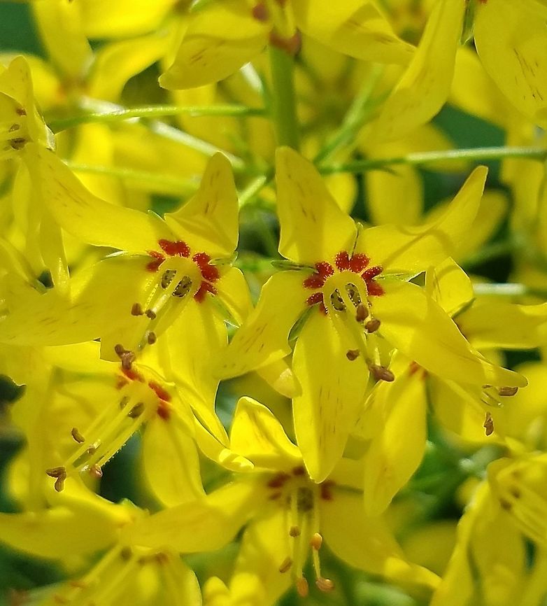 Lysimachia terrestris Lysimachia terrestris in an alder swamp thicket. Geotagged,Lysimachia terrestris,Michigan,Summer,Swamp candles,United States