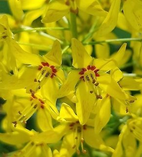 Lysimachia terrestris Lysimachia terrestris in an alder swamp thicket. Geotagged,Lysimachia terrestris,Michigan,Summer,Swamp candles,United States