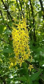 Lysimachia terrestris Lysimachia terrestris in an alder swamp thicket. Geotagged,Lysimachia terrestris,Michigan,Summer,Swamp candles,United States