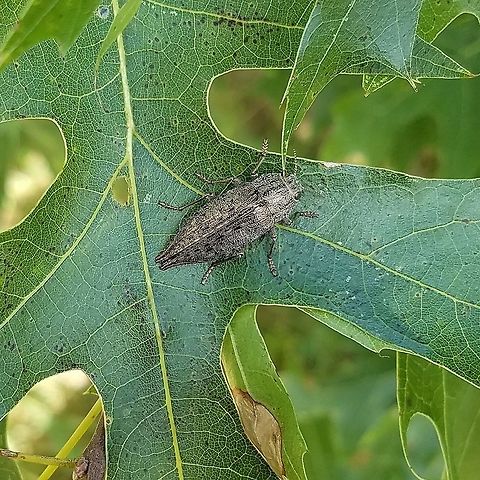 Dicerca tenebrica Dicerca tenebrica (Flathead Poplar Borer) on a red oak leaf. Habitat is a large abandoned hay field with some small clumps of trees in it. The surrounding forests are composed of aspens, red, oaks, jack pines, and white pines. Coleoptera,Dicerca,Dicerca tenebrica,Geotagged,Summer,United States,Wisconsin,beetle,red oak