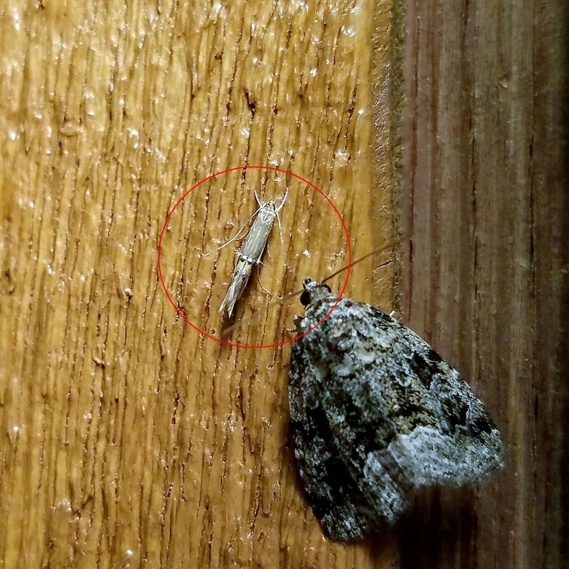 Cosmopterix fernaldella Cosmopterix fernaldella is in the red circle. These tiny moths were most abundant here during the first 10 days or so of July. There is a large wetland (shrub carr/sedge meadow type) with massive colonies of Carex lacustris (Lake Sedge) one of the documented larval host plants of this moth species. Carex lacustris,Cosmopterix,Cosmopterix fernaldella,Cosmopterix sp,Gelechioidea,Geotagged,July,Minnesota,Summer,United States,lake sedge,moth