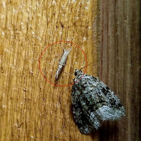 Cosmopterix fernaldella Cosmopterix fernaldella is in the red circle. These tiny moths were most abundant here during the first 10 days or so of July. There is a large wetland (shrub carr/sedge meadow type) with massive colonies of Carex lacustris (Lake Sedge) one of the documented larval host plants of this moth species. Carex lacustris,Cosmopterix,Cosmopterix fernaldella,Cosmopterix sp,Gelechioidea,Geotagged,July,Minnesota,Summer,United States,lake sedge,moth