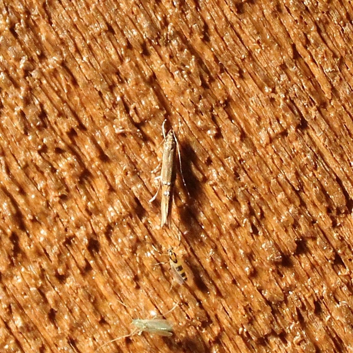 Cosmopterix fernaldella Cosmopterix fernaldella Cosmopterix,Cosmopterix fernaldella,Cosmopterix sp,Gelechioidea,Geotagged,July,Minnesota,Summer,United States,moth