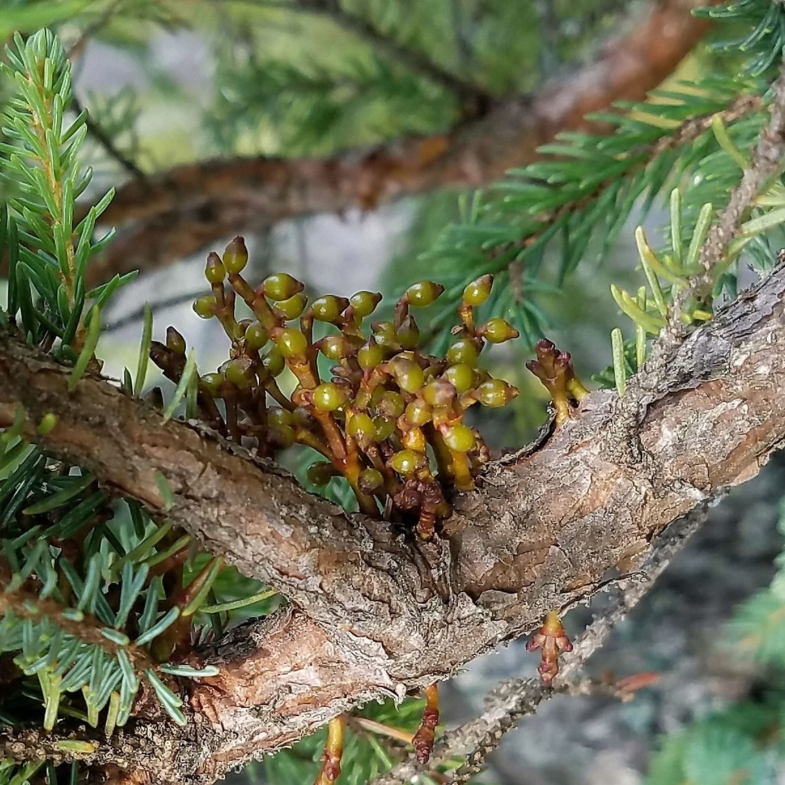 Arceuthobium pusillum Arceuthobium pusillum (Dwarf Mistletoe) with ripening fruit growing on the branch of a Black Spruce (Picea mariana) in an intermediate fen. Smaller shoots (about 1 cm tall but maximum height can be 3 cm) are growing below it and to the right. Dwarf Mistletoe commonly parasitizes Black Spruce and occasionally White Spruce (Picea glauca), Tamarack (Larix laricina), and Jack Pine (Pinus banksiana). When the fruit is ripe the seeds of Dwarf Mistletoe are ejected at speeds of about 5 miles per hour (~8 km per hour) for a distance as far as 50 feet (~15 meters). The sticky coating on the seeds helps them adhere to the bark of their host plant where they will germinate and send roots (haustoria) into the tree's tissue to extract nutrients and water. <br />
<br />
The Dwarf Mistletoe's growth deforms the branches on which it grows creating clusters of shoots called "witches' brooms" and also flattening and contorting the branches. Some birds like the Gray Jay (Perisoreus canadensis) use these as nesting sites. Arceuthobium,Arceuthobium pusillum,Dwarf Mistletoe,Geotagged,Minnesota,Mistletoe,Picea mariana,Summer,United States,black spruce,fen