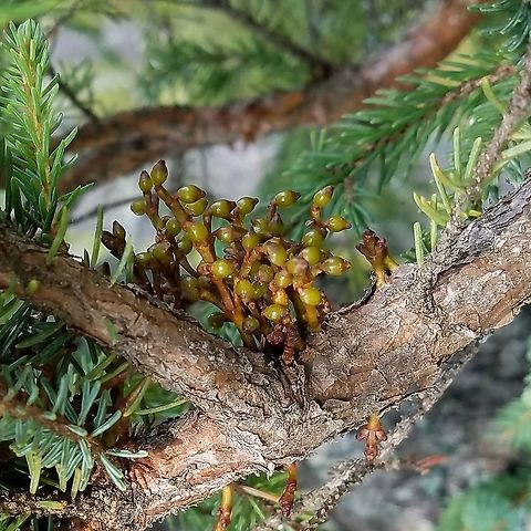 Arceuthobium pusillum Arceuthobium pusillum (Dwarf Mistletoe) with ripening fruit growing on the branch of a Black Spruce (Picea mariana) in an intermediate fen. Smaller shoots (about 1 cm tall but maximum height can be 3 cm) are growing below it and to the right. Dwarf Mistletoe commonly parasitizes Black Spruce and occasionally White Spruce (Picea glauca), Tamarack (Larix laricina), and Jack Pine (Pinus banksiana). When the fruit is ripe the seeds of Dwarf Mistletoe are ejected at speeds of about 5 miles per hour (~8 km per hour) for a distance as far as 50 feet (~15 meters). The sticky coating on the seeds helps them adhere to the bark of their host plant where they will germinate and send roots (haustoria) into the tree's tissue to extract nutrients and water. 

The Dwarf Mistletoe's growth deforms the branches on which it grows creating clusters of shoots called "witches' brooms" and also flattening and contorting the branches. Some birds like the Gray Jay (Perisoreus canadensis) use these as nesting sites. Arceuthobium,Arceuthobium pusillum,Dwarf Mistletoe,Geotagged,Minnesota,Mistletoe,Picea mariana,Summer,United States,black spruce,fen