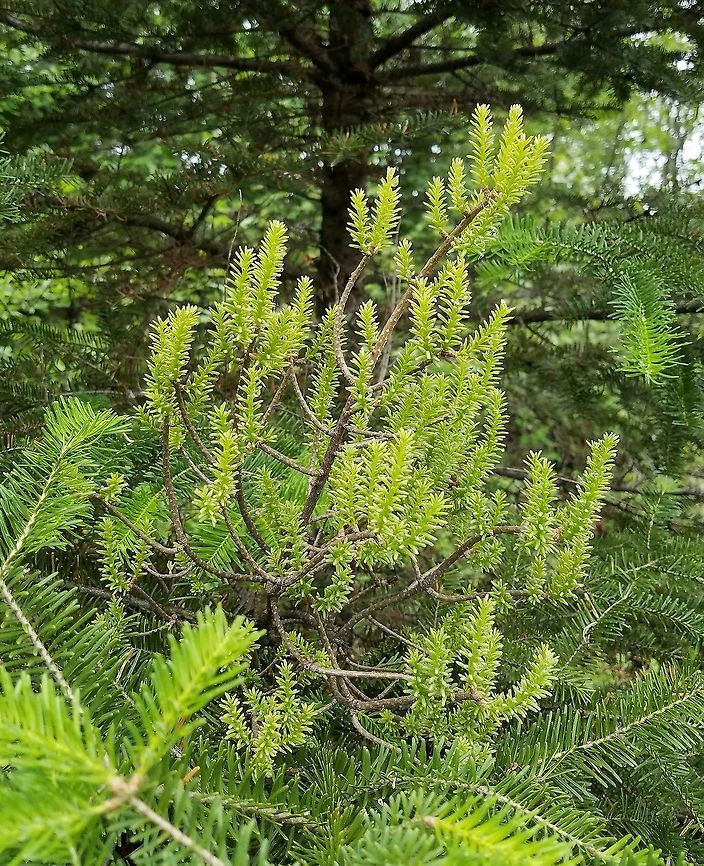 Melampsorella caryophyllacearum Melampsorella caryophyllacearum (a fungus) witch&#039;s broom on Balsam Fir (Abies balsamea). This fungus lives on two unrelated plant species, the other being Chickweed (Stellaria spp.) which is its secondary host plant. Abies balsamea,Fir Broom Rust,Geotagged,Melampsorella caryophyllacearum,Minnesota,Spring,Stellaria,United States,Witch's broom,balsam fir,chickweed