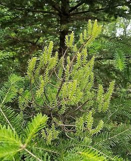 Fir Broom Rust