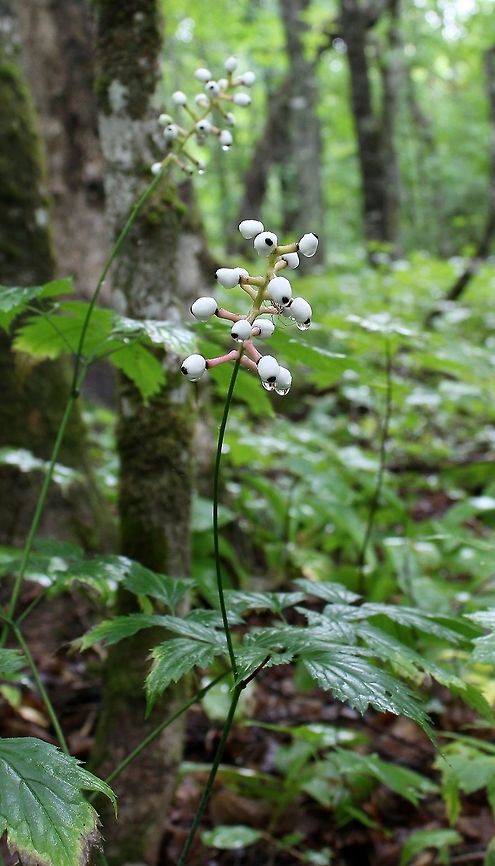 Actaea pachypoda Actaea pachypoda (Doll's Eyes, White Baneberry) in a mature Sugar Maple forest. Minnesota is at the western edge of this species range and typically occurs in deciduous forests with rich soil. In the southeastern corner of the state up to Duluth these forests are composed of Sugar Maple, Basswood, and Red Oak. From Duluth and along the North Shore Sugar Maple is the predominant tree species (there is no Basswood or Red Oak in these stands) where Actaea pachypoda grows. The Sugar Maple forests are restricted to a narrow band on steep hills between about 300 and 700 meters above sea level. This a sort of sweet spot for the maple where the chances of a late frost during the trees' flowering period are low. This happens because cold air at night rushes downhill while warm air rises to the level of the Sugar Maple forest. Actaea pachypoda is scarce in these North Shore maple stands and occurs as scattered individuals in the woods. Actaea pachypoda,Doll's Eyes,Doll's-eyes,Geotagged,Minnesota,Sugar Maple,Summer,United States,White Baneberry