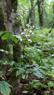 Actaea pachypoda Actaea pachypoda (Doll's Eyes, White Baneberry) in a mature Sugar Maple forest. Minnesota is at the western edge of this species range and typically occurs in deciduous forests with rich soil. In the southeastern corner of the state up to Duluth these forests are composed of Sugar Maple, Basswood, and Red Oak. From Duluth and along the North Shore Sugar Maple is the predominant tree species (there is no Basswood or Red Oak in these stands) where Actaea pachypoda grows. The Sugar Maple forests are restricted to a narrow band on steep hills between about 300 and 700 meters above sea level. This a sort of sweet spot for the maple where the chances of a late frost during the trees' flowering period are low. This happens because cold air at night rushes downhill while warm air rises to the level of the Sugar Maple forest. Actaea pachypoda is scarce in these North Shore maple stands and occurs as scattered individuals in the woods. Actaea pachypoda,Doll's Eyes,Doll's-eyes,Geotagged,Minnesota,Sugar Maple,Summer,United States,White Baneberry