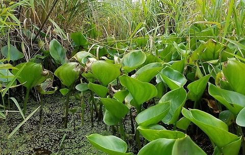 Calla palustris Calla palustris (Bog Arum, Marsh Calla) in a shallow channel made by beavers through a shrub carr/sedge meadow. Associated species include Canary Grass (Phalaris arundinacea), Common Duckweed (Lemna minor), and Small Yellow Water Crowfoot (Ranunculus gmelinii). Calla,Calla palustris,Geotagged,Summer,United States,beavers,duckweed,shrub carr