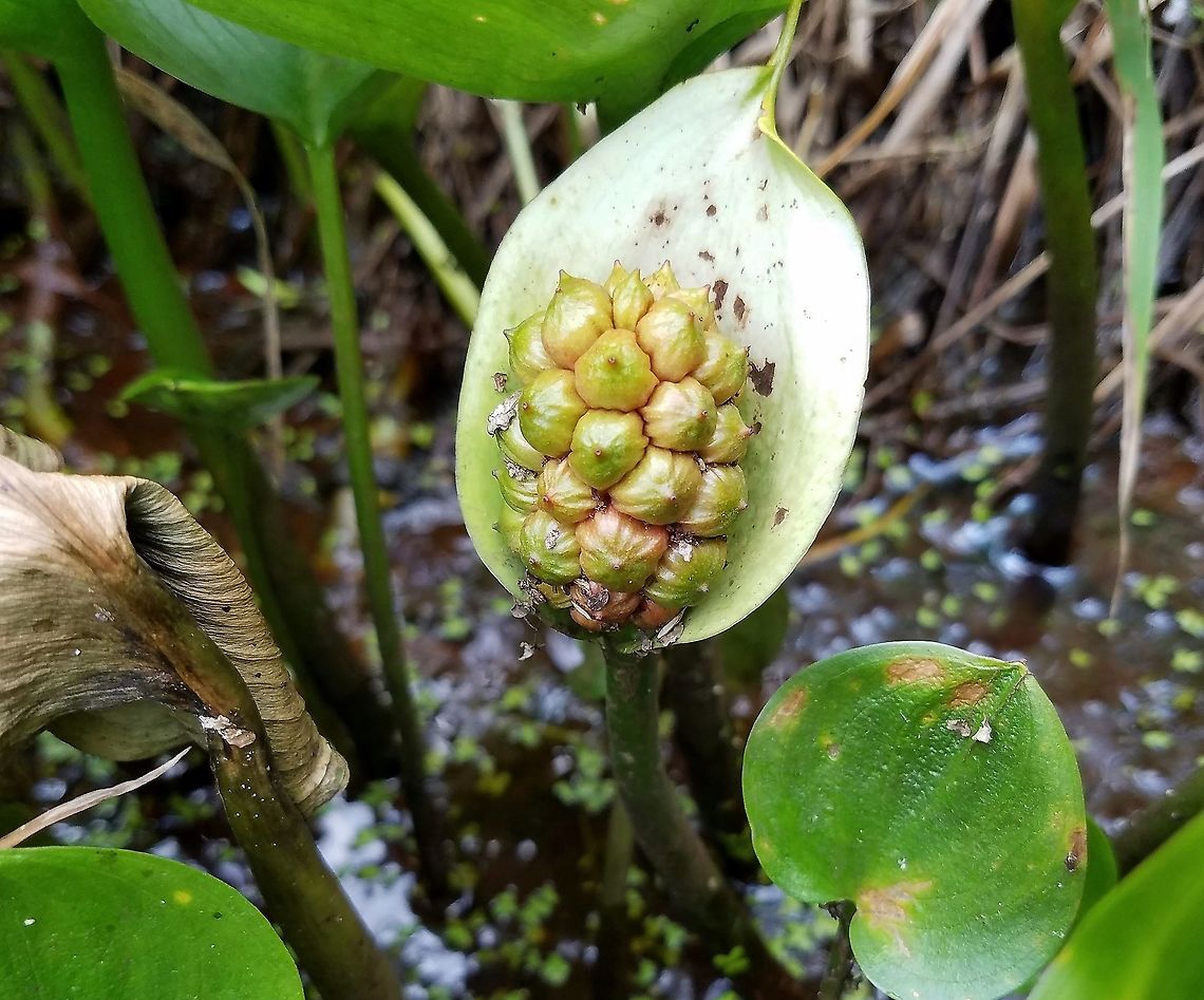 Calla palustris Maturing fruit of Calla palustris (Bog Arum, Marsh Calla) growing in a shallow channel made by beavers through a shrub carr/sedge meadow. Calla,Calla palustris,Calla palustris fruit,Geotagged,Summer,United States,beavers,missen bread,shrub carr,spadix,spathe,water dragon