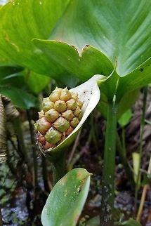 Calla palustris Maturing fruit of Calla palustris (Bog Arum, Marsh Calla) growing in a shallow channel made by beavers through a shrub carr/sedge meadow. Calla,Calla palustris,Calla palustris fruit,Geotagged,Summer,United States,beavers,shrub carr,spadix,spathe