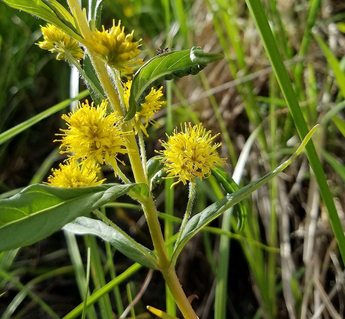 Lysimachia thyrsiflora Lysimachia thyrsiflora (Tufted Loosestrife) in a shrub carr/sedge meadow. Geotagged,Lysimachia thyrsiflora,Spring,United States,shrub carr