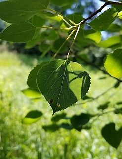 Populus tremuloides Populus tremuloides (Quaking Aspen) leaf. Geotagged,Populus tremuloides,Quaking Aspen,Summer,United States,leaf