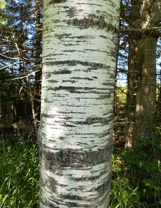 Populus tremuloides Populus tremuloides (Quaking Aspen) bark. This is a relatively young tree about 30 to 40 years old. Geotagged,Populus tremuloides,Quaking Aspen,Summer,United States,bark,tree
