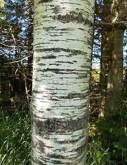 Populus tremuloides Populus tremuloides (Quaking Aspen) bark. This is a relatively young tree about 30 to 40 years old. Geotagged,Populus tremuloides,Quaking Aspen,Summer,United States,bark,tree