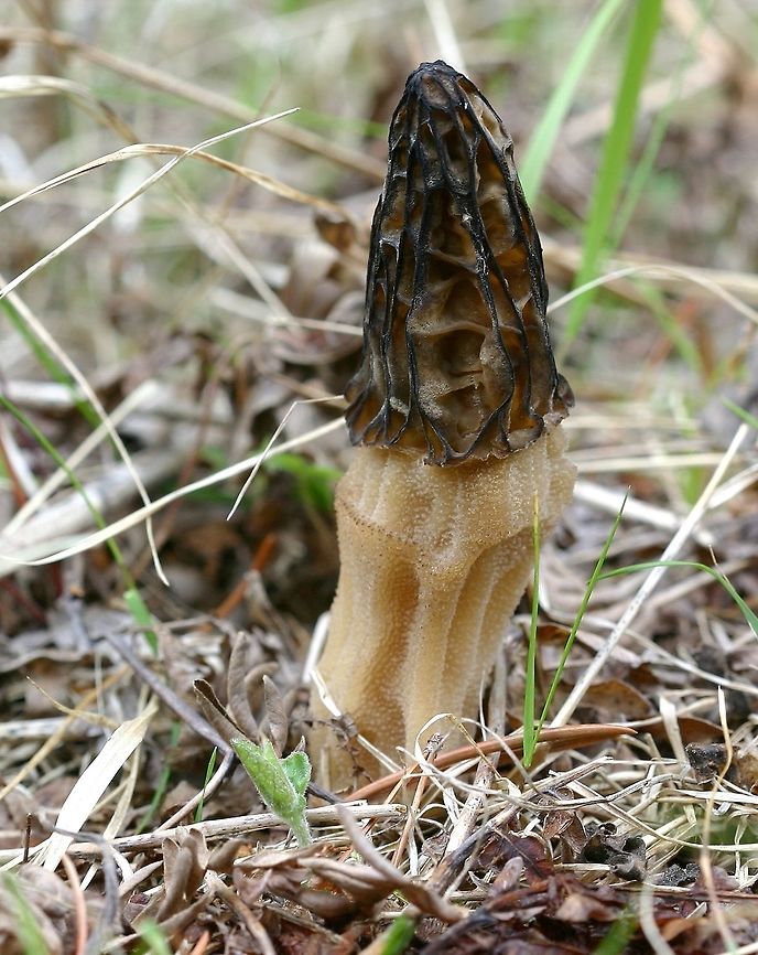 Morchella angusticeps Morchella angusticeps (Black Morel) fruiting body found growing in an open field with Blueberries (Vaccinium angustifolium and V. myrtilloides) and Bracken Fern (Pteridium aquilinum). Black Morel,Geotagged,Morchella,Morchella angusticeps,Spring,United States,fungus,morel,mushroom