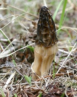 Morchella angusticeps Morchella angusticeps (Black Morel) fruiting body found growing in an open field with Blueberries (Vaccinium angustifolium and V. myrtilloides) and Bracken Fern (Pteridium aquilinum). Black Morel,Geotagged,Morchella,Morchella angusticeps,Spring,United States,fungus,morel,mushroom