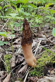 Morchella angusticeps Morchella angusticeps (Black Morel) growing in a mesic forest under Quaking Aspen (Populus tremuloides) and Red Maple (Acer rubrum). Acer rubrum,Black Morel,Geotagged,Morchella,Morchella angusticeps,Morel,Populus tremuloides,Spring,United States,forest