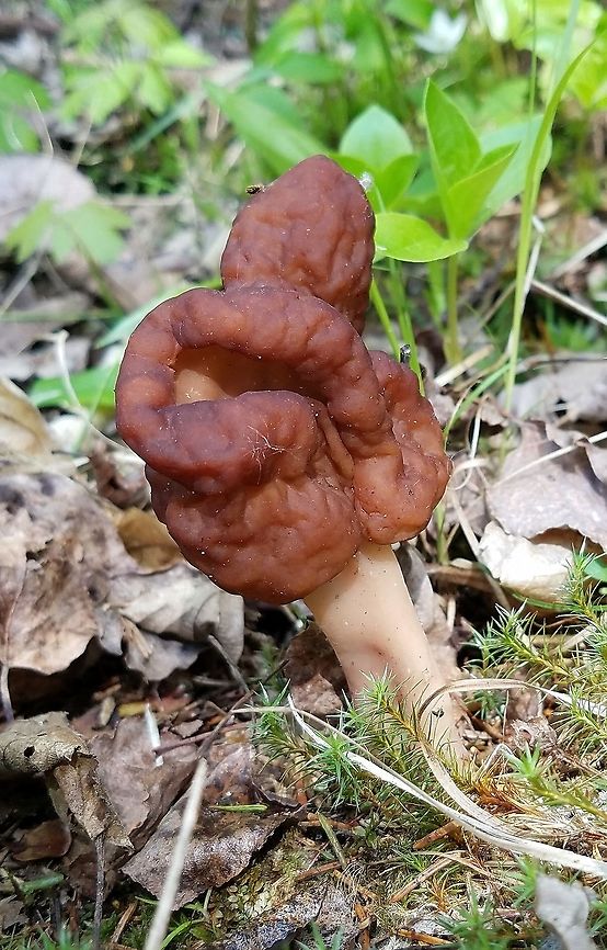 Gyromitra esculenta Gyromitra esculenta (False Morel). Less convoluted than usual. False Morel,Geotagged,Gyromitra esculenta,Spring,United States,gyomitra esculenta
