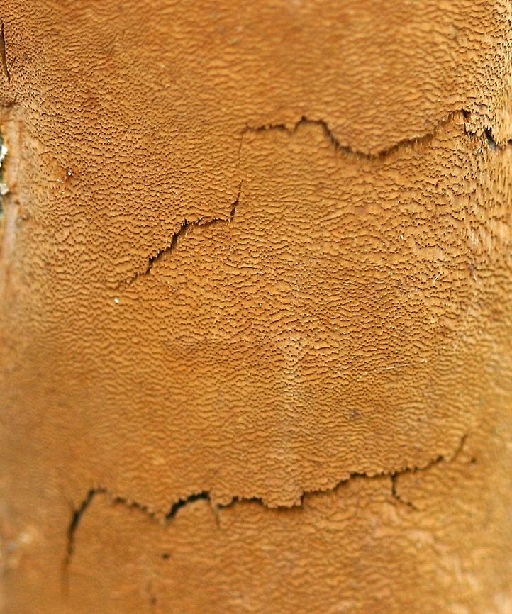 Fomitiporia punctata Fomitiporia punctata on a dead Bebb&#039;s Willow (Salix bebbiana) trunk at the edge of a shrub carr/sedge meadow. Bebb's Willow,Elbow Patch Fungus,Fall,Fomitiporia punctata,Geotagged,Salix,Salix bebbiana,United States,Upholstered Fire Sponge,willow