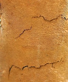 Fomitiporia punctata Fomitiporia punctata on a dead Bebb's Willow (Salix bebbiana) trunk at the edge of a shrub carr/sedge meadow. Bebb's Willow,Elbow Patch Fungus,Fall,Fomitiporia punctata,Geotagged,Salix,Salix bebbiana,United States,Upholstered Fire Sponge,willow