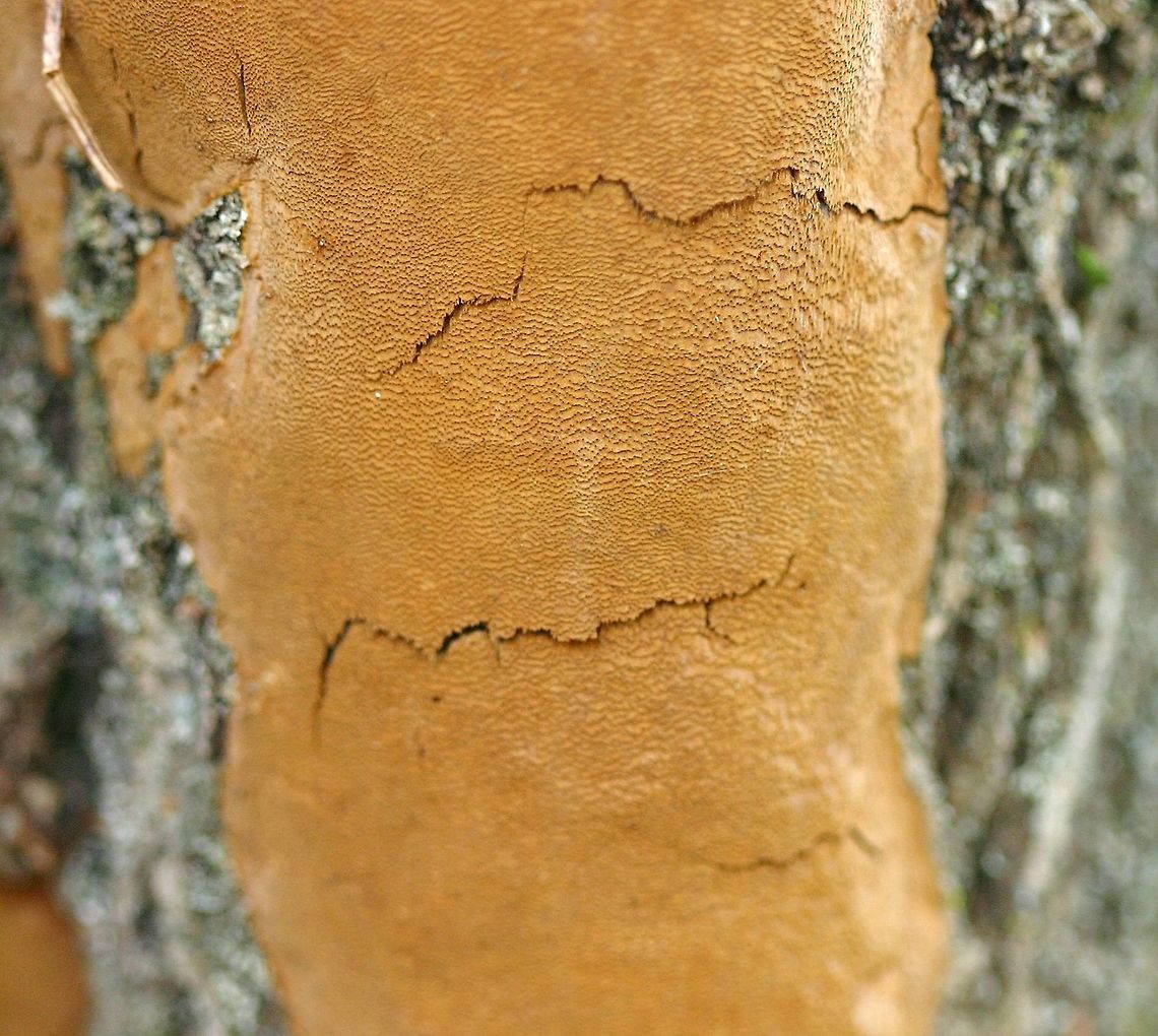 Fomitiporia punctata Fomitiporia punctata on a dead Bebb&#039;s Willow (Salix bebbiana) trunk at the edge of a shrub carr/sedge meadow. Bebb's Willow,Elbow Patch Fungus,Fall,Fomitiporia punctata,Geotagged,Salix,Salix bebbiana,United States,Upholstered Fire Sponge,willow