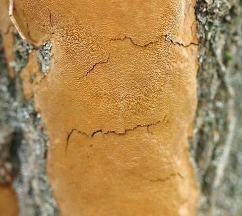 Fomitiporia punctata Fomitiporia punctata on a dead Bebb's Willow (Salix bebbiana) trunk at the edge of a shrub carr/sedge meadow. Bebb's Willow,Elbow Patch Fungus,Fall,Fomitiporia punctata,Geotagged,Salix,Salix bebbiana,United States,Upholstered Fire Sponge,willow