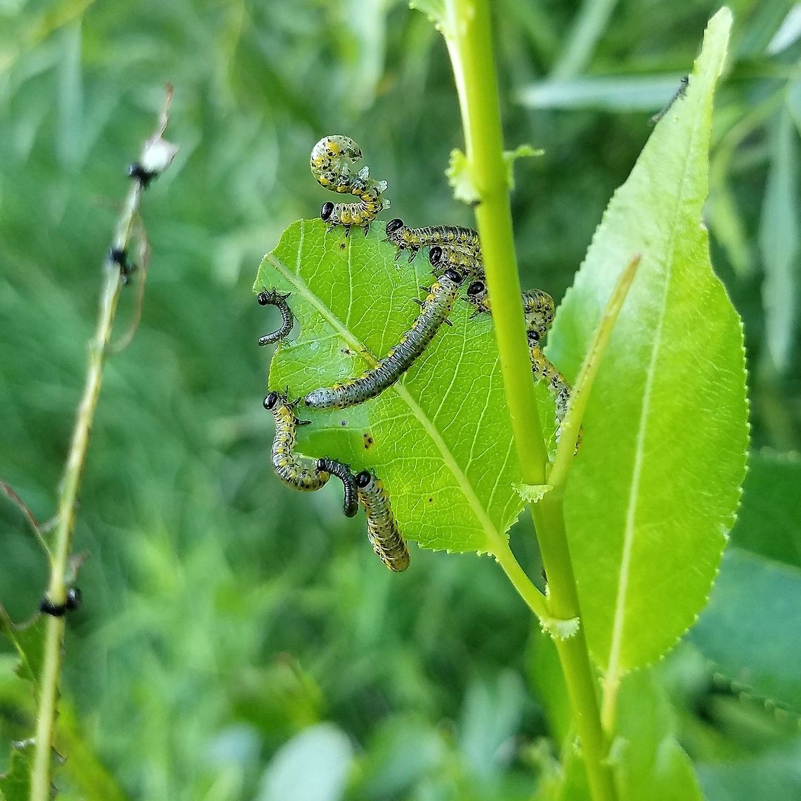 Nematus calais Nematus calais (Willow Sawfly) larvae feeding on the leaves of Shining Willow (Salix lucida). Geotagged,Nematus calais,Salix,Salix lucida,Shining Willow,Summer,United States,Willow Sawfly,sawfly larva,sawfly larvae,willow