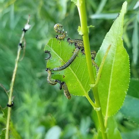 Nematus calais Nematus calais (Willow Sawfly) larvae feeding on the leaves of Shining Willow (Salix lucida). Geotagged,Nematus calais,Salix,Salix lucida,Shining Willow,Summer,United States,Willow Sawfly,sawfly larva,sawfly larvae,willow