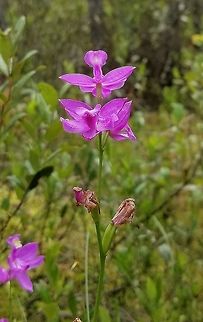 Calopogon tuberosus Calopogon tuberosus (Tuberous Grass Pink Orchid) from an intermediate fen. Calopogon tuberosus,Geotagged,Michigan,Summer,Tuberous Grass Pink,United States,fen,orchid