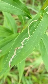 Ophiomyia maura Ophiomyia maura leaf mine in Smooth Goldenrod (Solidago gigantea) leaf. Geotagged,Ophiomyia maura,Smooth Goldenrod,Solidago gigantea,Summer,United States