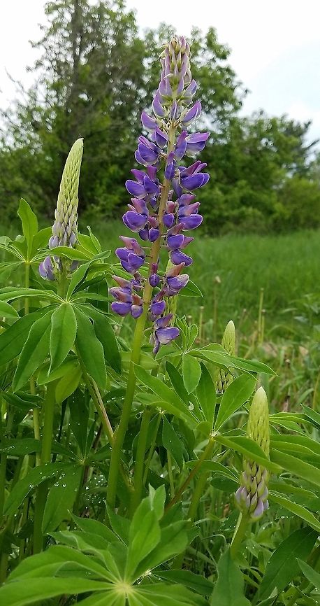 Lupinus polyphyllus Lupinus polyphyllus Largeleaf Lupine) growing along the edge of my driveway. An escape from cultivation and accidentally introduced from seeds wrongly labeled as Lupinus perennis. L. polyphyllus is not native to states east of the continental divide but is now widely distributed from Minnesota to Maine as a result of deliberate introduction.. Bigleaf Lupine,Geotagged,Lupinus polyphyllus,Minnesota,Spring,United States