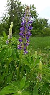 Lupinus polyphyllus Lupinus polyphyllus Largeleaf Lupine) growing along the edge of my driveway. An escape from cultivation and accidentally introduced from seeds wrongly labeled as Lupinus perennis. L. polyphyllus is not native to states east of the continental divide but is now widely distributed from Minnesota to Maine as a result of deliberate introduction.. Bigleaf Lupine,Geotagged,Lupinus polyphyllus,Minnesota,Spring,United States